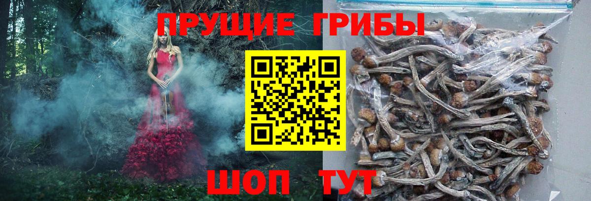 Юрга  Галлюциногенные грибы Psilocybine cubensis  Вход с VPN 